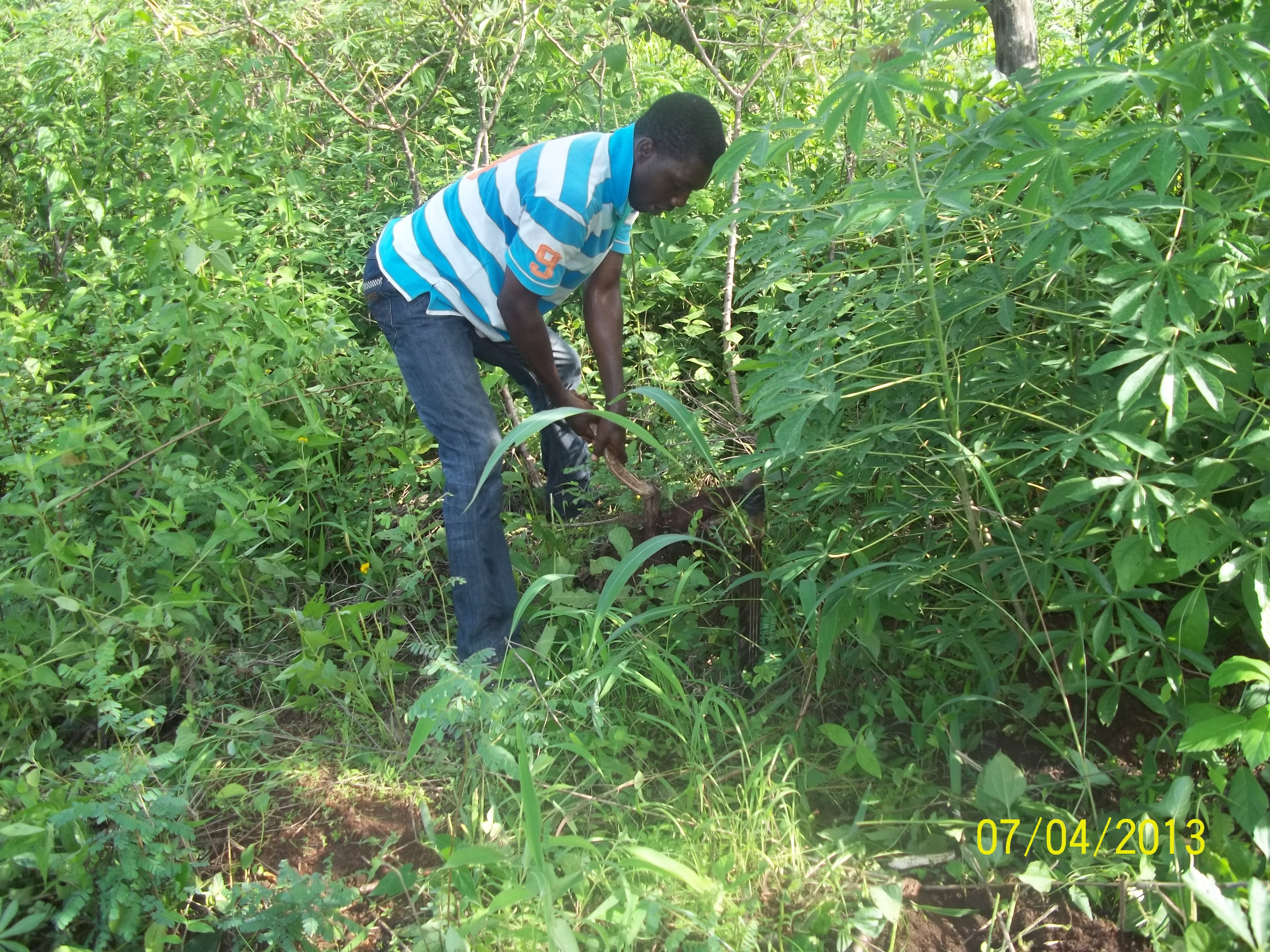 Harvesting Cassava